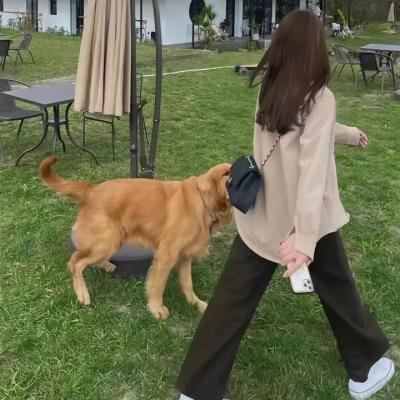 最强二弟子之猪事大吉